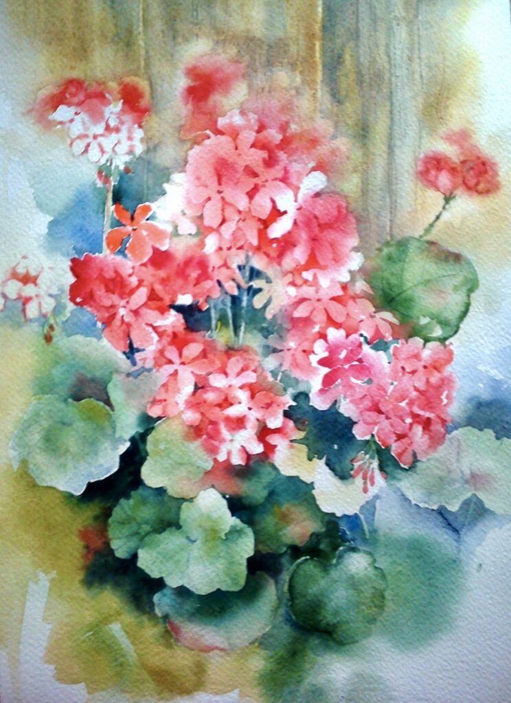 Red Geraniums in Window Light
