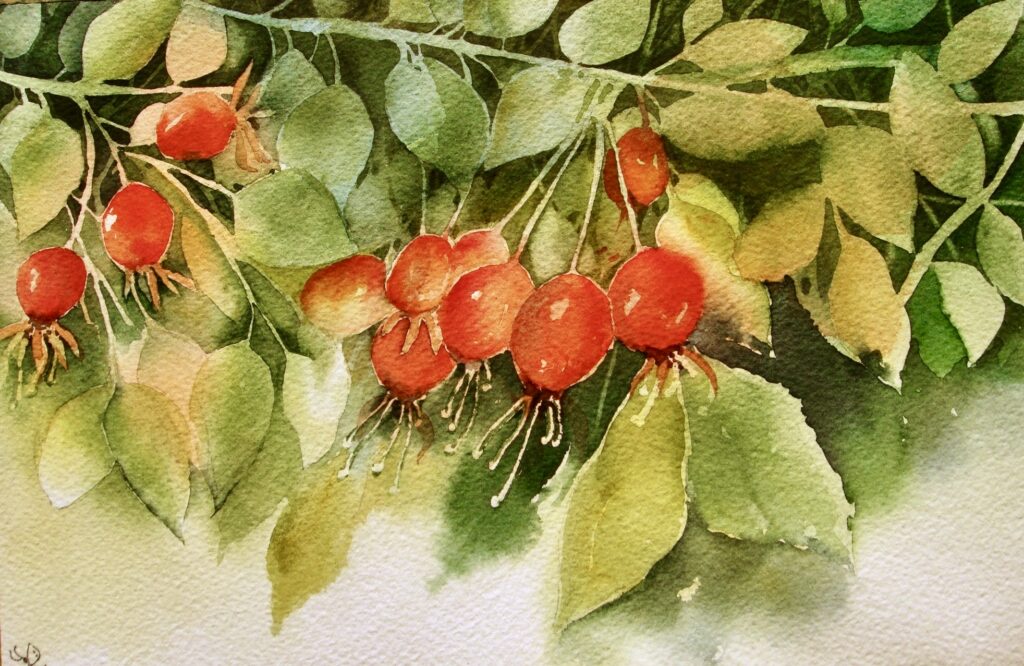 Red Hips of the Wild Rose