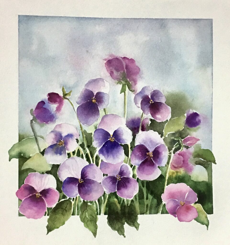 Pansies Framed by Mist