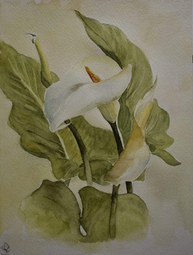 White Calla Lilies in Quiet Light